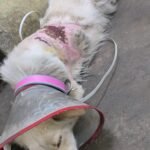 img-20260224-wa08899156295920528361188